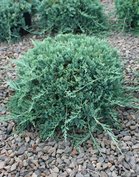 Juniperus horizontalis ‘Wiltoni’ - Moon Nurseries