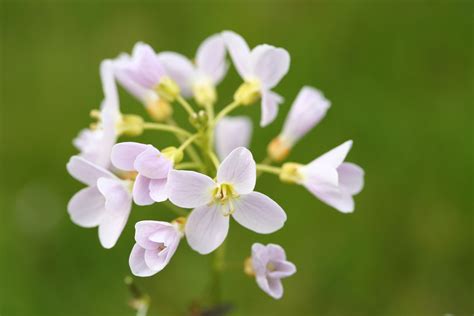 Cardamine pratensis. Cardamine symbolises Paternal error in the Victorian Language of Flowers ...