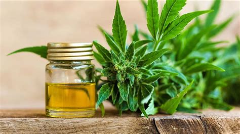 Top 5 Health Benefits of Cannabis Oil! | Keep Fit Kingdom