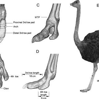 (PDF) Plantar pressure distribution of ostrich during locomotion on ...