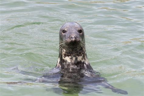 Earless seal stock image. Image of otariid, female, cutouts - 46128257