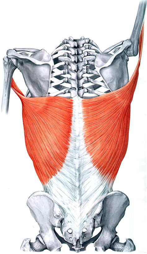 The Latissimus Dorsi