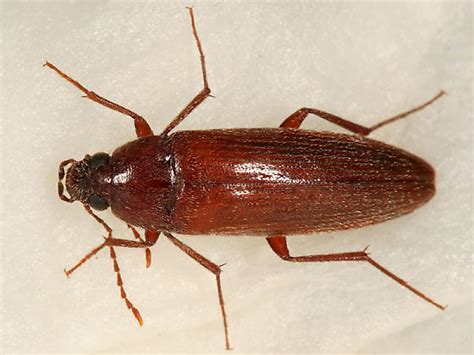 Brown Beetle - Synchroa punctata - BugGuide.Net
