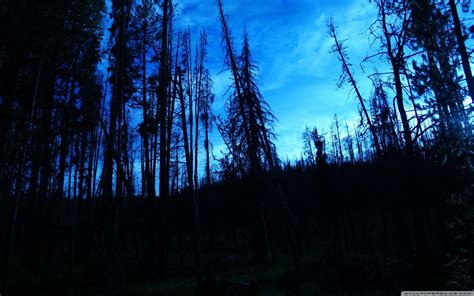 Blue Forest Wallpapers - Top Free Blue Forest Backgrounds - WallpaperAccess