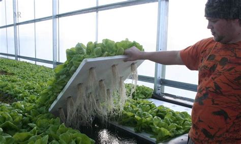 Hydroponic Farming: The Eco-friendly Future | Mirror Review