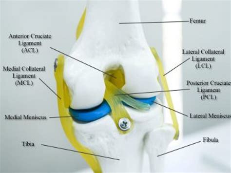 Fibular Collateral Ligament Tear