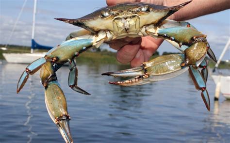 Crazy for Crabbing in the Bay - Carefree Boat Club