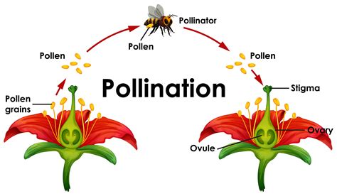 Pollination and its types