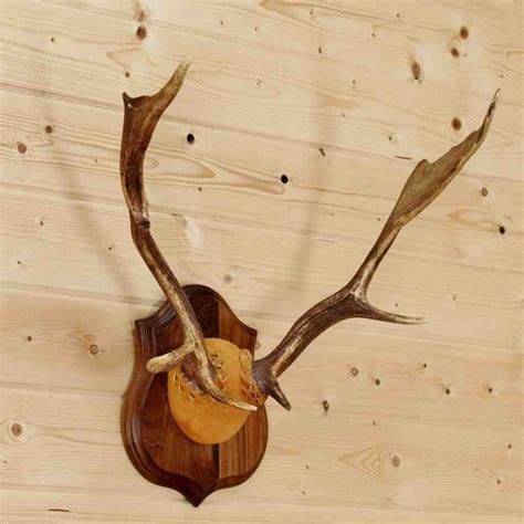 Fallow Deer Antlers SW8894 for purchase at Safariworks Taxidermy Sales | Antler mount, Deer ...