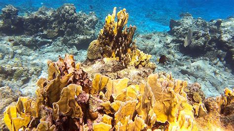 Cemetery Reef Snorkeling | Seven Mile Beach, Grand Cayman