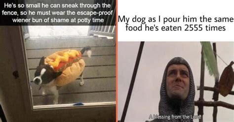 40 Funny Doggo Memes For Devoted Dog Owners And Animal Comedy Aficionados (October 3, 2023)