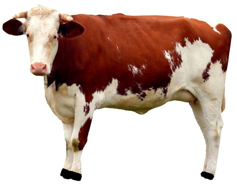 Cow PNG Image