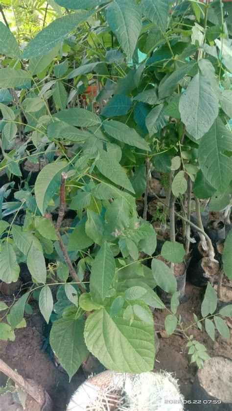 Well Watered Natural Walnut Garden Plant at Rs 350 in Hojai | ID: 25992228373