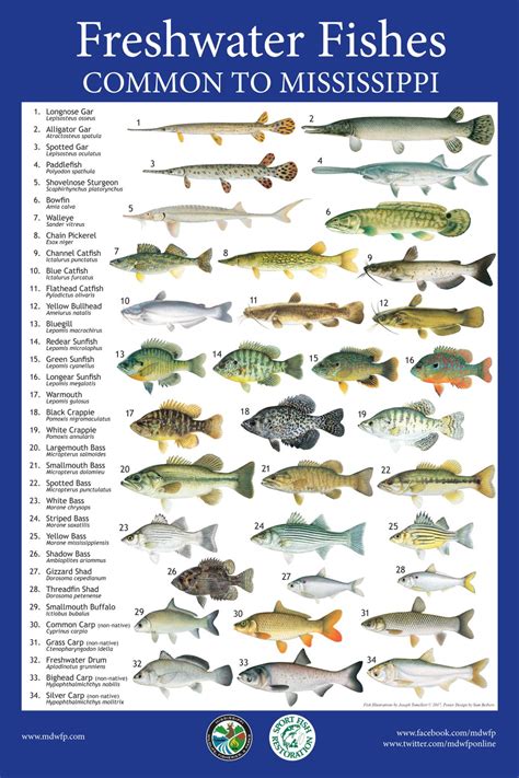 MDWFP on Twitter: "Show your love for fishing with this educational poster from the MDWFP ...