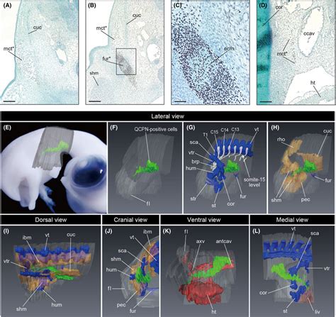 Distribution of the cells derived from the somatopleure at the eighth ...