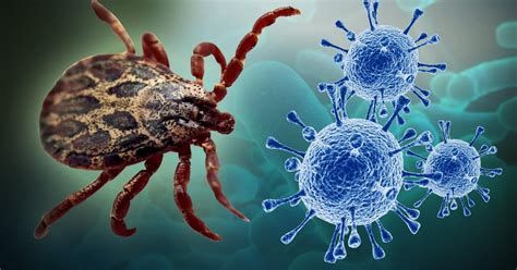 Tick-Borne Virus: What It Is And How Humans Become Infected? - MobyGeek.com