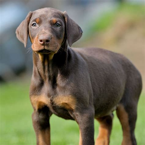 Find Doberman Puppies For Sale & Breeders In California