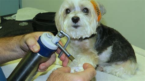 Pet Cryosurgery In New Port Richey, FL 34653 | Animal Hospital Of Regency Park