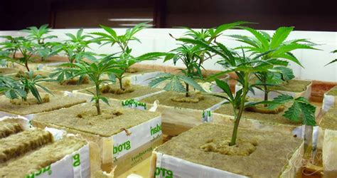 Hydroponic Systems for Cannabis In Canada | 2020 Grow Guide