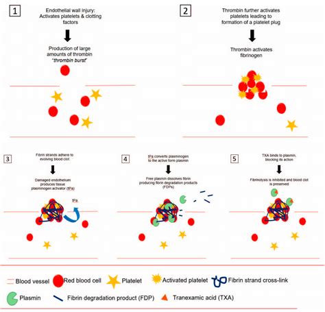 Tranexamic Acid Mechanism of Action - ClarertLucas