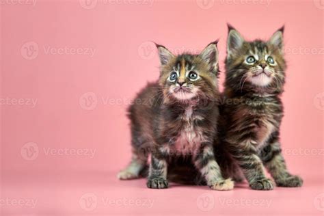 Maine coon tortoiseshell kittens 18902368 Stock Photo at Vecteezy