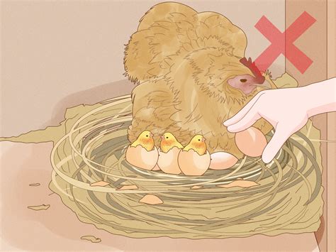 4 Ways to Hatch Chicken Eggs - wikiHow