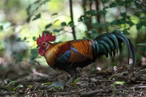 Fun Red Junglefowl Facts For Kids | Kidadl