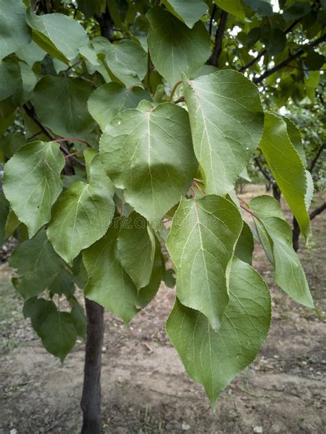 Apricot tree leaves stock image. Image of texture, close - 135410641