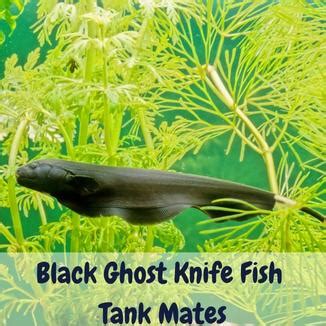 Black Ghost Knife Fish Tank Mates – What Are The Best Choices?