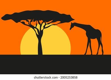 African Silhouette Giraffe Tree Sunset Savanna Stock Vector (Royalty ...