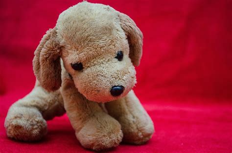 Plush Toys Puppy Soft · Free photo on Pixabay