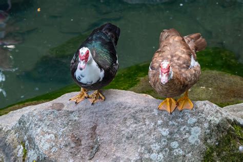 Muscovy Ducks and Muscovy Ducklings | A Complete Guide