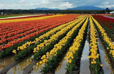 Everything You Need To Know About Tulip Garden In Kashmir – Dial Kashmir