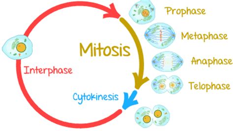 What is Cell Division? | HubPages