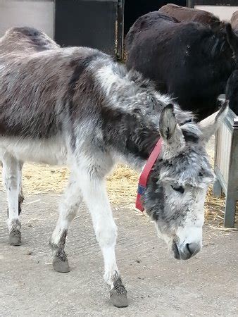 The Donkey Sanctuary Leeds - 2020 All You Need to Know Before You Go (with Photos) - Leeds ...