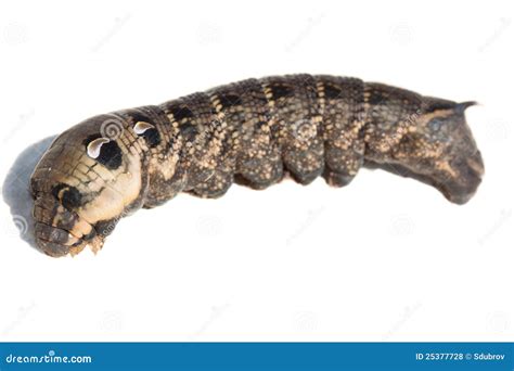 Caterpillar Of Elephant Hawk-moth Royalty Free Stock Photos - Image: 25377728