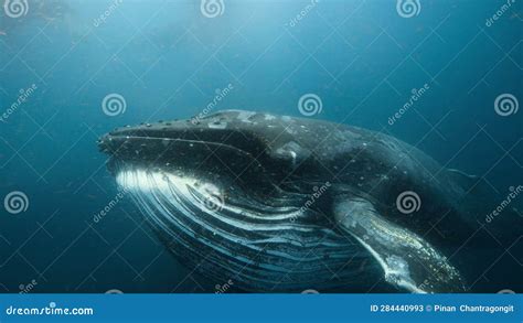 Humpback Whales Trapping the Krill on Sieves of Hairy Bristles Stock ...