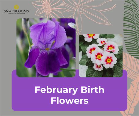 February Birth Flowers - The Violet, Iris, and Primrose - SnapBlooms Blogs