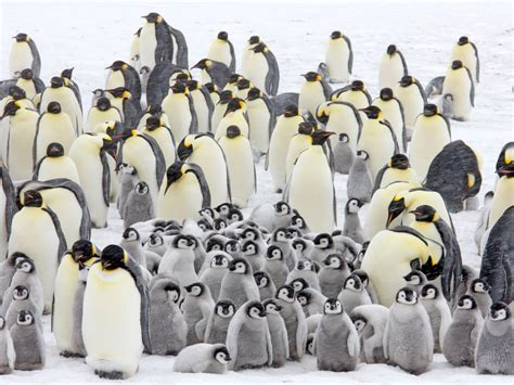 Emperor Penguin Mating