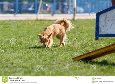 Dog Walking Near Agility Obstacles before Trial Stock Image - Image of competition, beautiful ...