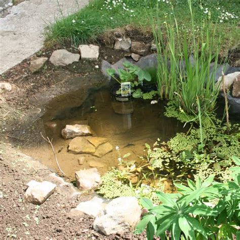 30 Wildlife Pond Design Ideas for Animals & Critters - Pond Informer