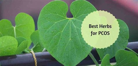 Top 4 Ayurvedic Herbs for PCOS and 5 Simple Diet Tips