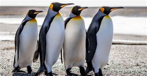 10 Incredible King Penguin Facts - IMP WORLD