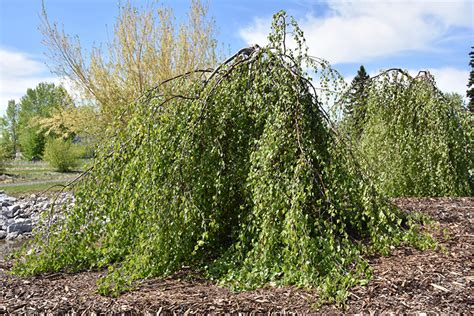 Youngii Weeping Birch (Betula pendula 'Youngii') in Edmonton St Albert ...