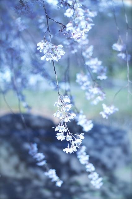 White Flowers Swing by Sorane