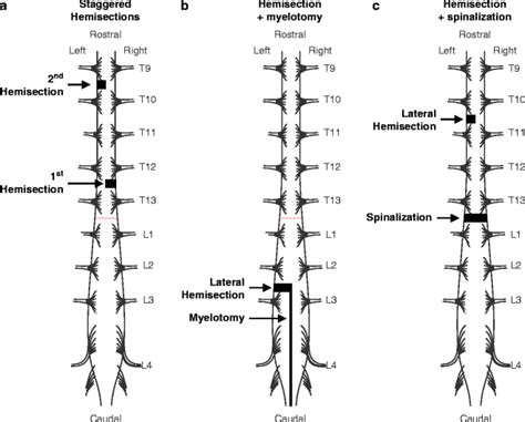 The Cat Model of Spinal Cord Injury | Veterian Key