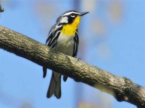 “Enchanting Songbird: A Mesmerizing Canary-Hued Voice That Captivates ...