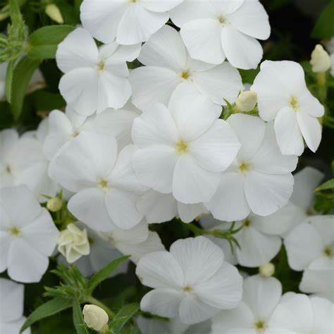 Phlox Flowers Colors