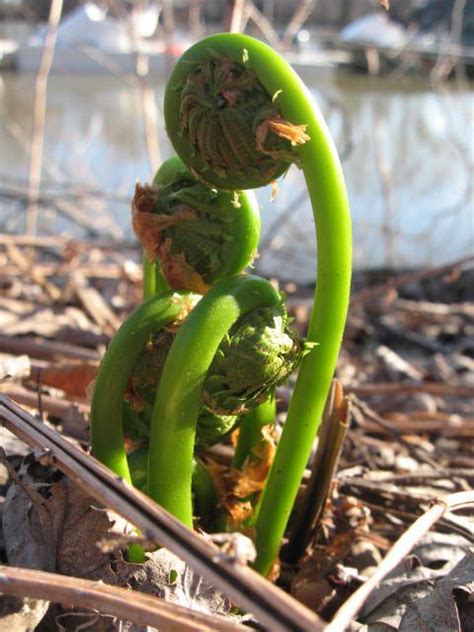 fiddlehead identification