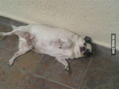 My fat Chihuahua "Juancho" - 9GAG